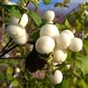 le Georgiche Vivai le Georgiche - Pianta vera di Symphoricarpos x doorenbosii White Hedge - vaso Ø 19 cm - altezza alla vendita 40-60 cm