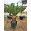 Vivaio di Castelletto Cicas Cycas revoluta palma pianta in vaso ø28 cm