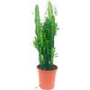 POWERS TO FLOWERS EUPHORBIA TRIGONA VASO 17CM DIAMETRO, ALTEZZA 70/80CM, pianta vera