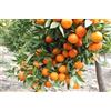 Vivaio Garden Forest Clementino (Citrus clementina) - Pianta da Frutto di 3 Anni in Vaso, Agrume a Polpa Dolce e Buccia Sottile, Ideale per Giardino o Vaso