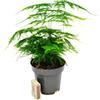 DIXIE STORE Asparagus setaceus Spagel ~28cm P12, Bellissimo fiore decorativo