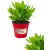 P. Piantine da Orto | Erba San Pietro, Pianta in Vaso Diametro 14 cm, Pianta Pronta per il Trapianto, Pianta Vera da Esterno, Piantina Aromatica per Balcone o Terrazzo, Vivaio Italiano