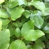 le Georgiche Vivai le Georgiche - Pianta vera di Griselinia littoralis - vaso Ø 18 cm