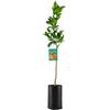 SUN TOUCH Pianta di Arancio Ovale Calabrese - Citrus sinensis - H100cm inclusa Fitocella