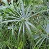 le Georgiche Vivai le Georgiche - Pianta vera di Cyperus alternifolius Cyperus involucratus Falso papiro, Pianta ad ombrello - vaso Ø 20 cm - altezza alla vendita 40-60 cm
