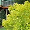 le Georgiche Vivai le Georgiche - Pianta vera di Cotinus coggygria Golden Spirit Cotinus coggygria 'Ancot' Scotano, Albero del fumo 'Golden Spirit' - vaso Ø 15 cm - altezza alla vendita 20-30 cm