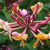 ClematisOnline Caprifoglio American Beauty - Vaso 1,5 Litro (Pianta Rampicante - Pianta Adulta - Resistenza al Freddo: Ottima) - Muri e Recinzioni, Pergola, Balconi e Terrazze | ClematisOnline