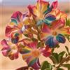 OPVDJD Rosa del deserto in Vasca:Colore Vivido/Decorazione per Casa e Giardino/per Ogni Spazio/Resistente e Facile da Curare-C-2 Rhizome