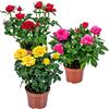 Bloomique - Mix di 3 - Rosa in Vaso - Rosso, Giallo, Rosa - Adatta per Interno ed Esterno - Piante da Interno, Giardino e Terrazzo - Resistente al Freddo - Altezza 20-30 cm - Vaso 12 cm