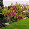 SVI Semi Rose Locust Tree (Robinia hispida fertilis) 30+ Seeds