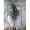 Generico Palma Cocos Plumosa, Arecastrum Romanzoffianum, Pianta Vera in Vaso 28 cm, Altezza 250 cm