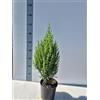 Generico Juniperus Stricta, Ginepro Cinese - Pianta Decorativa - Vivai Giulian Giovani Piante