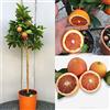 SAVINI VIVAI L'ARTE DI FARE NATURA SAVINI VIVAI Pianta di Arancio Albero di Agrumi Arancio Tarocco Sanguinello in Vaso da 24 cm Altezza 90-110 cm 3-4 Anni di innesto Made Italy
