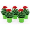 POWERS TO FLOWERS -GERANIO EDERA DOPPIO HERCULES, PELARGONIUM, 5 PIANTE VASO 14, ROSSO, piante vere