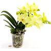 POWERS TO FLOWERS - ORCHIDEA PHALAENOPSIS GIALLA, 2STELI, A STELO BASSO, Pianta Vera