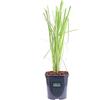 eGarden.store Pianta di Erba della Pampas Pianta di Cortaderia Selloana pianta da esterno pianta graminacea Cortaderia ornamentale pianta vera venduta da eGarden.store (Alba v.17 cm)
