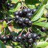 Generic 10 Semi-Aronia melanocarpa