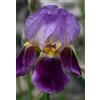 Generic Portal Cool Lotto 3 rizomi di Iris Viola Ingress Organic Garden/Invia Garanzia Soigne/Colore