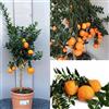 SAVINI VIVAI L'ARTE DI FARE NATURA SAVINI VIVAI Pianta di Chinotto Albero di Agrumi Chinotto in Vaso da 20 cm Altezza 70 cm 2-3 Anni di innesto Made Italy