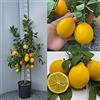 SAVINI VIVAI L'ARTE DI FARE NATURA SAVINI VIVAI Pianta di Limone Albero Agrumi Limone Meyer in Vaso da 24 cm Altezza 90-110 cm 3-4 Anni di innesto Made Italy