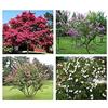 Potseed Germinazione I Semi: 500 Semi: 50 + Common mirto Semi Lagerstroemia Indica Mix di Colore Ornamentali CombSH
