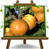 EURO PLANTS VIVAI Nashi Kosui - Pianta da Frutto Antico su Vaso da 26 cm - *Altezza: 170~200 cm.- Età 4 Anni