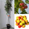 SAVINI VIVAI L'ARTE DI FARE NATURA SAVINI VIVAI Pianta di Sorbo Piante di Frutti Minori Albero in vaso 22-24 cm Altezza 130-150 cm Made in Italy