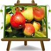 EURO PLANTS VIVAI Sorbo Fruttifero Domestico Pianta da Frutto età 4 anni | Sorbus domestica in Vaso Ø 24/26 cm - Altezza 170-200 cm