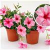 POWERS TO FLOWERS - MANDEVILLA DIPLADENIA ROSA SCREZIATA, VASO 14 CM DIAMETRO, 2 PIANTE, piante vere