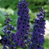 Generic Delphinium Black Knight 100 semi:Grani