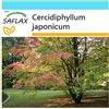 SAFLAX - Confezione regalo - Falso albero di Giuda - 200 semi - Cercidiphyllum japonicum