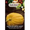 SeedsSelect ZUCCA ARANCIONE ATLANTIC GIANT SEMI IN BUSTINA