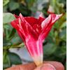 POWERS TO FLOWERS - MANDEVILLA DIPLADENIA ROSSA SCREZIATA, VASO 14 CM DIAMETRO, 3 PIANTE, piante vere