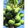 Generico 30 Semi di Papaia - (Carica Papaya)