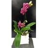 POWERS TO FLOWERS - PHALAENOPSIS SPECIAL COLOR IN VASO CERAMICA A ONDA, pianta vera