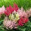 GardenersDream 4x Piante di Astilbe in Vaso - Piante da Giardino Colorate Bianche, Rosse, Viola e Rosa - Perenni Resistenti da Esterno per Giardino in Stile Bosco e Aiuole (incl. Vaso 11 cm)