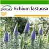 SAFLAX - Orgoglio di Madeira - 100 semi - Con substrato - Echium fastuosa