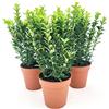 POWERS TO FLOWERS - EUONYMUS GREEN SPIDER, 3 PIANTE, BUXUS, BOSSO, VASO 13CM DIAMETRO, piante vere
