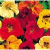 Generic 50 Samen von Kapuzinerkresse Samen Jewels Mix Blumensamen