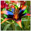 VJIDOSO Lilium tuberi mix di cipolle, cipolle perenni, resistenti all'inverno, decorativi, grazia, gigli in vaso,gigli a cipolle resistenti all'inverno, eccellente decorazione. -10 cipolle-D
