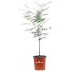 eGarden.store Pianta di Poinciana Gilliesii pianta vera da esterno pianta ornamentale a fiore giallo pianta da esterno pianta da giardino venduta da eGarden.store