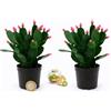 POWERS TO FLOWERS - RHIPSALIS ROSA MICRO IDEALE PER TERRARIUM, 2 PIANTE, NATALINA, PASQUALINA, VASO 5,5 CM, pianta vera
