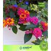 Generic Lantana Mixta Seed