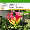 SAFLAX - Gloriosa - 15 semi - Con substrato - Gloriosa rothschildiana