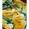 Generico Semi di Zucchino da Fiore - Varietà Precoce e Vigorosa - 6 g - Produzione Abbondante di Fiori Gialli - Ideale per Cucina e Orto