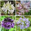 Generic semi di agapanto, serre da balcone semi come ospiti selvatici recisi da giardino roccioso 125pcs