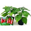 POWERS TO FLOWERS - PEPERONCINO PICCANTE DIAVOLO CALABRESE, 2 PIANTE, Vaso 10cm, piante vere