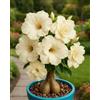 KVHSVB Cipolle Adenium obesum - Selezione decorativa per giardino e balcone-1cipolla-Z