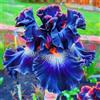 HGJKYTFCDG Comprare rizomi di iridi/iris classico-Varietà resistenti al gelo dense per giardino colorato-4Knolle-F
