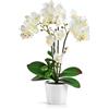 PASCH® Orchidee artificiali in vasi di ceramica lucida (46 cm), fiori artificiali in vaso, fiori artificiali come reali, orchidee artificiali in vaso (bianco)